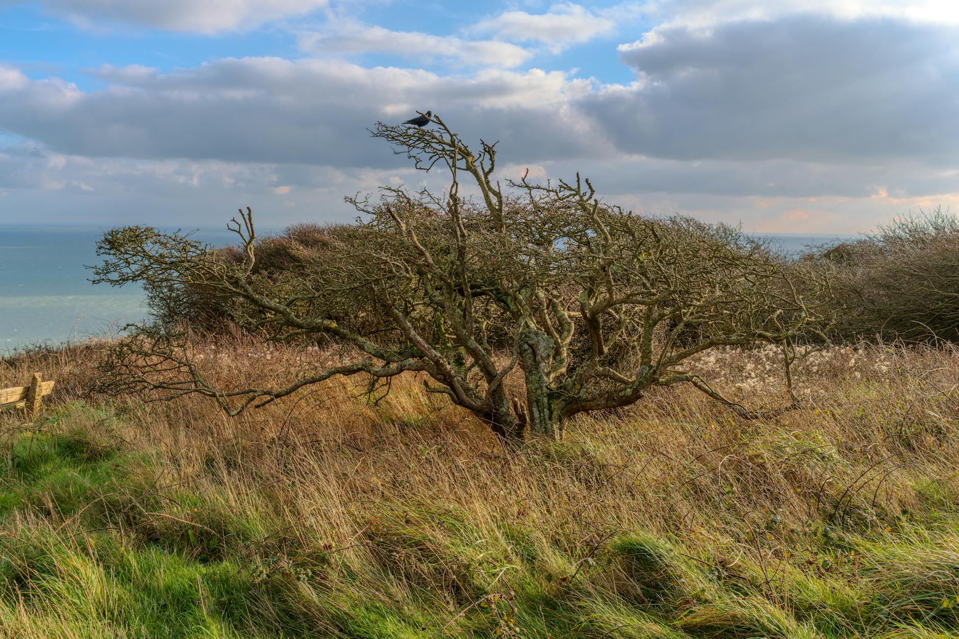 Climate and Environment